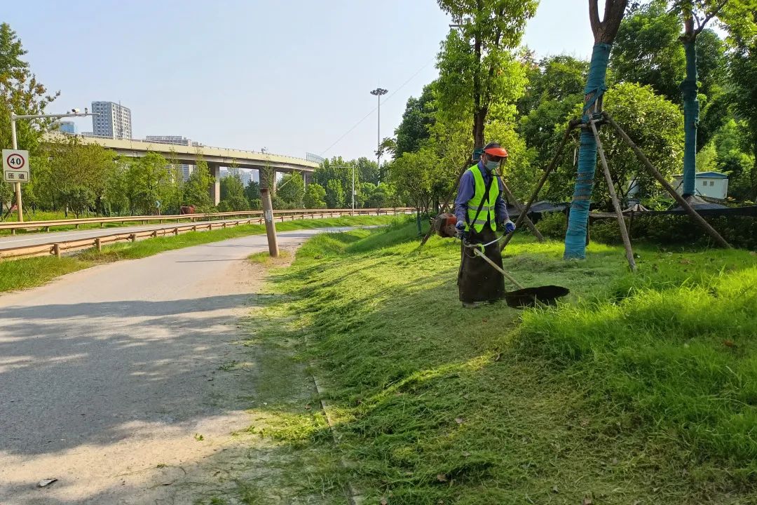 入夏澆水6.5萬噸 洪山園林確保城區(qū)綠化“喝飽水”