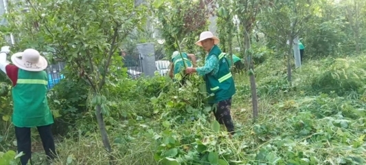 曲阜多舉措推進(jìn)園林綠化管理 全力創(chuàng)建全國(guó)文明典范城市