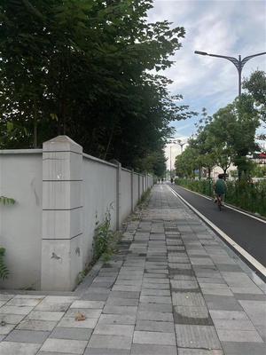 構(gòu)樹“出墻”擾民行，武昌綠化巧手剪隱患